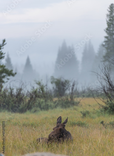 Fototapeta Naklejka Na Ścianę i Meble -  Female Moose Laying in Tall Grass