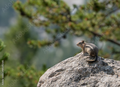 Ground Squirrel Perched on Boulder