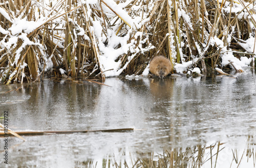 Beaver eats at riverside in winter