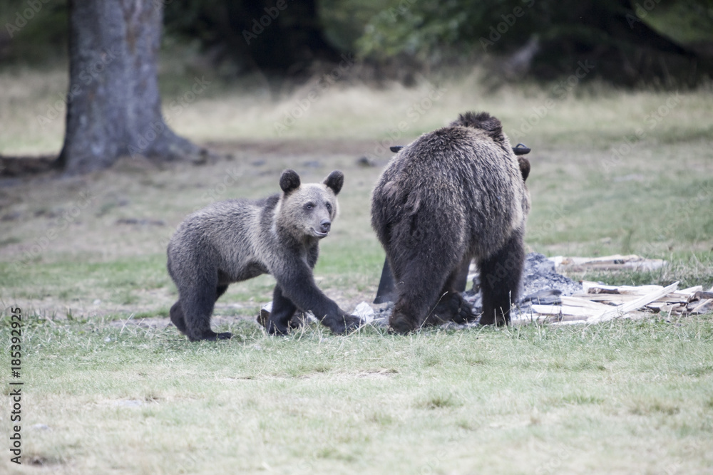 Fototapeta premium Mother bear and bear whelp outcoming from the forest in Romania