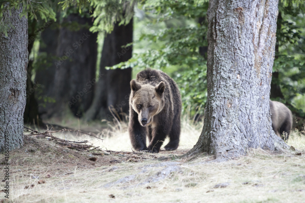 Mother bear outcoming from the forest in Romania Mother bear outcoming from the forest in Romania