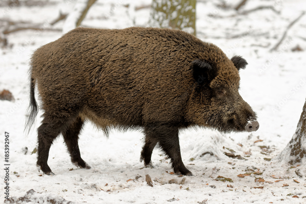 Wildschwein Wildschwein