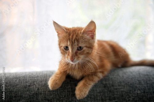  kitten sitting on back of couch.