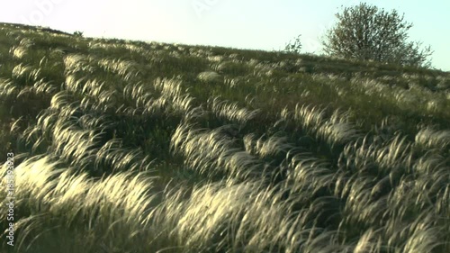 The feather-grass (Stipa sp.) steppe in sunset time, wide shot.
 photo