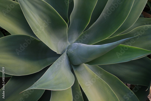 Agave Staude, Nahaufnahme.Where: Fuerteventura, Spanien.When: 14.12.2007.