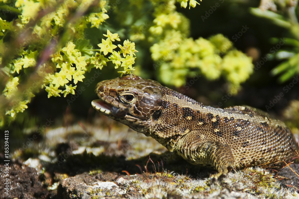 Fototapeta premium Eidechse