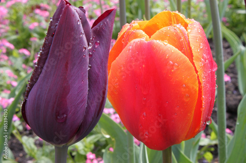 Duo Farbkomposition aus einer dunkel-violetten und orange-rot-farbenen Tulpe  mit perlenden Wassertropfen .Where:Hamburg.When: 01.05.2010. photo