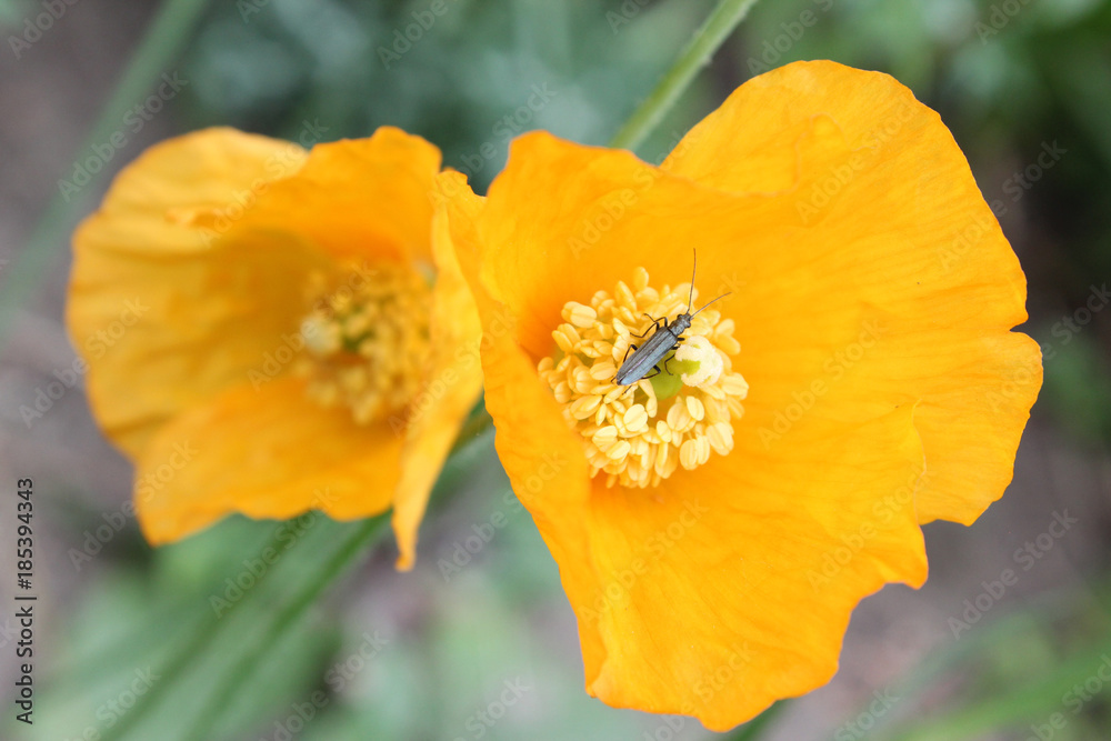 dottergelber Klatschmohn mit Insekt auf dem Stempel.Where: botanischer Garten Hamburg.When: 22.05.2011. dottergelber Klatschmohn mit Insekt auf dem Stempel.Where: botanischer Garten Hamburg.When: 22.05.2011.