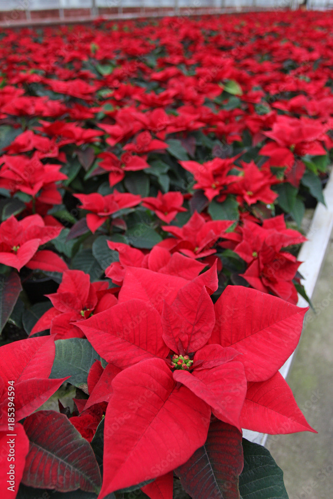 Poinsettia flowers. Christmas star flowers. Field of red Christmas star flowers in greenhouse for sale. Background texture photo of Christmas star flowers, floral pattern 