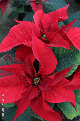 Poinsettia flowers. Christmas star flowers. Field of red Christmas star flowers in greenhouse for sale. Background texture photo of Christmas star flowers  floral pattern 