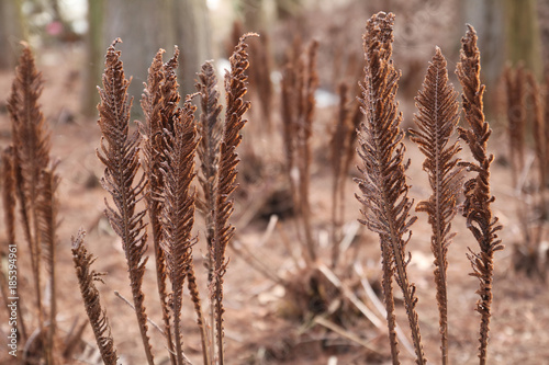Wald mit braunen, abgestorbenen Farnen.Where: botanischer Garten, Hamburg.When: 03.04.2016.
