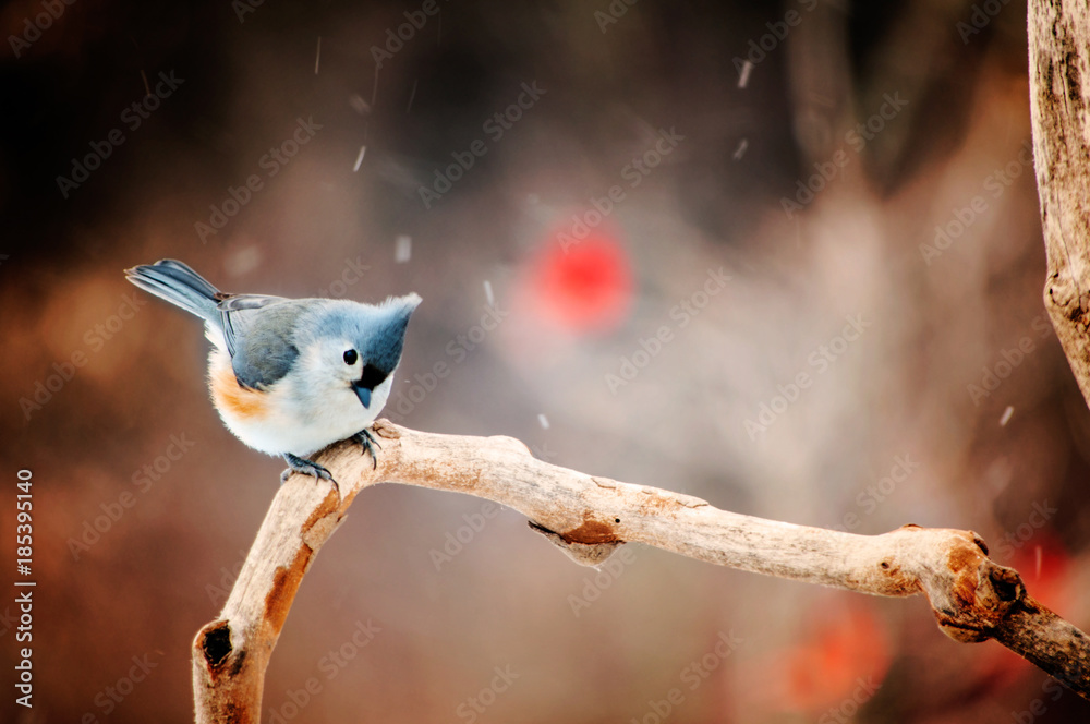 Naklejka premium Tufted Titmouse