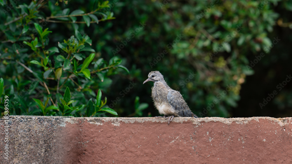 Obraz premium Young Dove