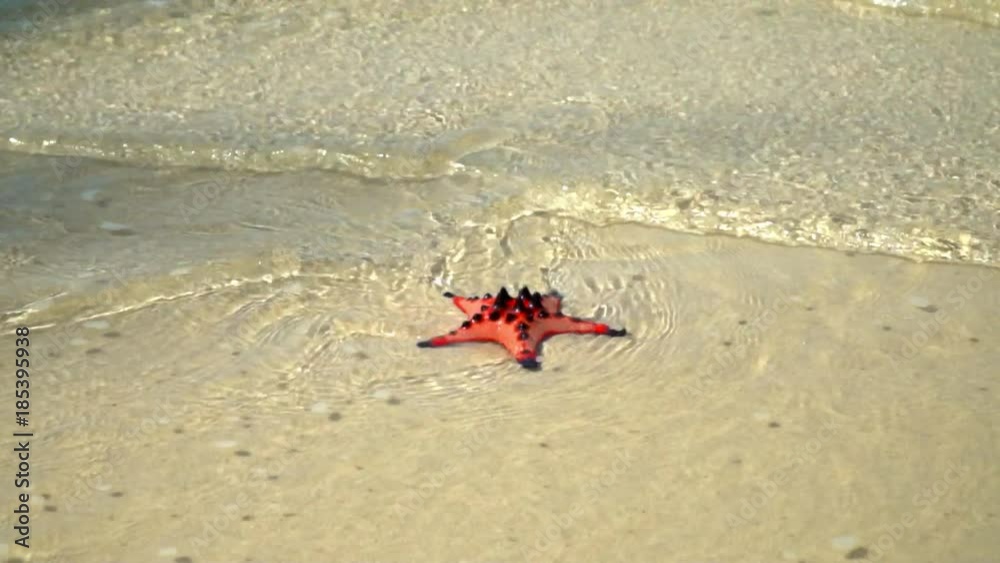 The big red starfish lies at the ocean on white sand. The lonely starfish is washed by sea waves. closeup if a Red starfish lying on the beach.starfish lying on a tropical beach,waves splash on The big red starfish lies at the ocean on white sand. The lonely starfish is washed by sea waves. closeup if a Red starfish lying on the beach.starfish lying on a tropical beach,waves splash on