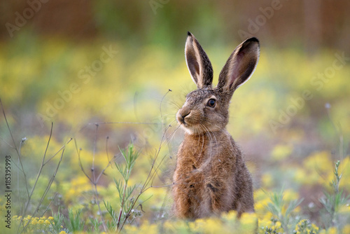 Fotografia European hare stands in the grass and looking at the camera