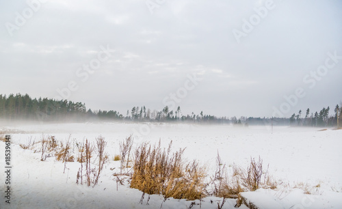 зимнее поле и желтая трава