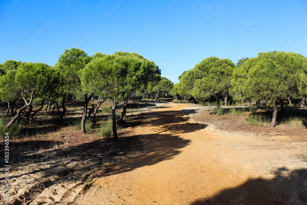 National forest Vila Real de Santo Antonio in Portugal