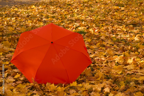 Orange umbrella on the autumn maple leaves background