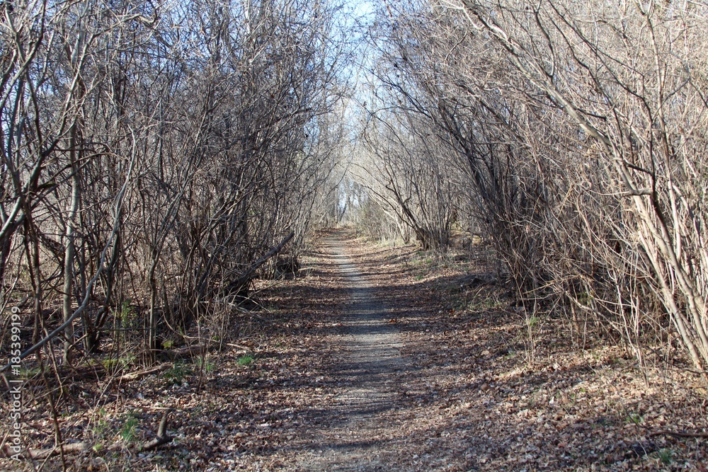 The trail though the vines in the winter forest. The trail though the vines in the winter forest.