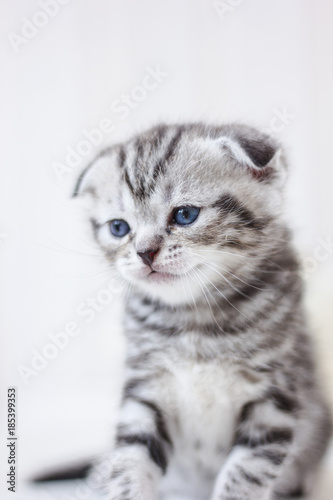 Fototapeta Naklejka Na Ścianę i Meble -  Portrait of adorable grey kitten on white background.