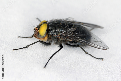 mutant with yellow eyes of blow fly Calliphora the genus of the family Calliphoridae © Tomasz