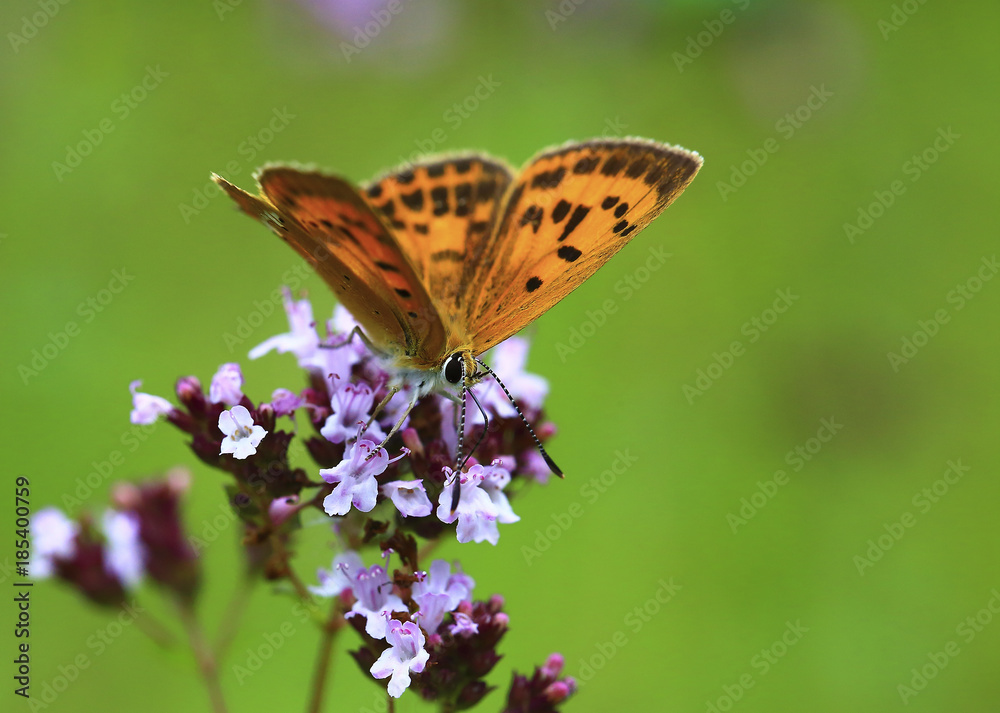 Solid gold butterfly on a pink flower.Solid gold butterfly on a pink field flower collecting nectar. Solid gold butterfly on a pink flower.Solid gold butterfly on a pink field flower collecting nectar.