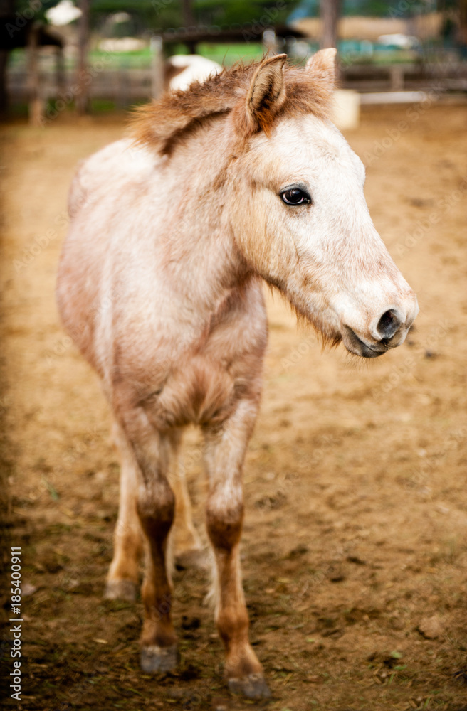 Beautiful beige pony Beautiful beige pony