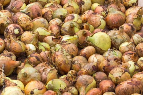 harvest of onions