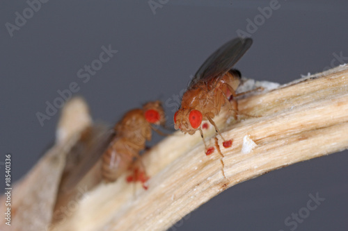 common fruit fly or vinegar fly Drosophila melanogaster is a species of fly in the family Drosophilidae. It is pest of fruits and food made from fruit photo