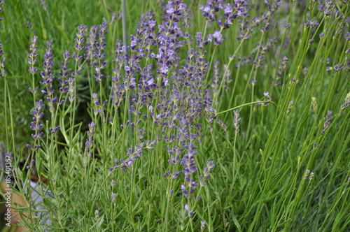 blue lavender flower