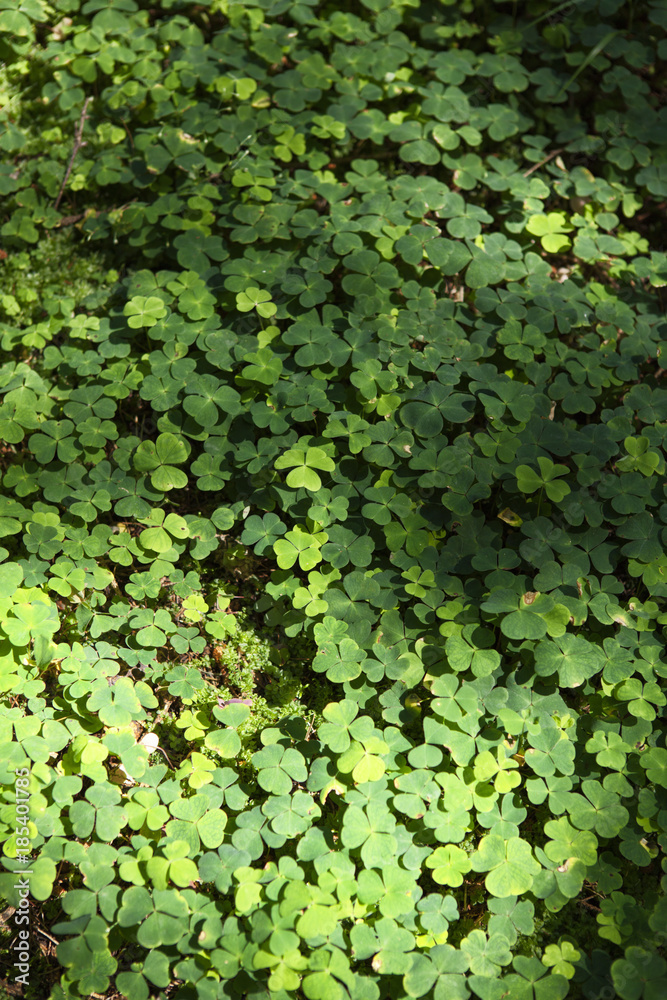 Wood sorrel on the ground in the forest Wood sorrel on the ground in the forest