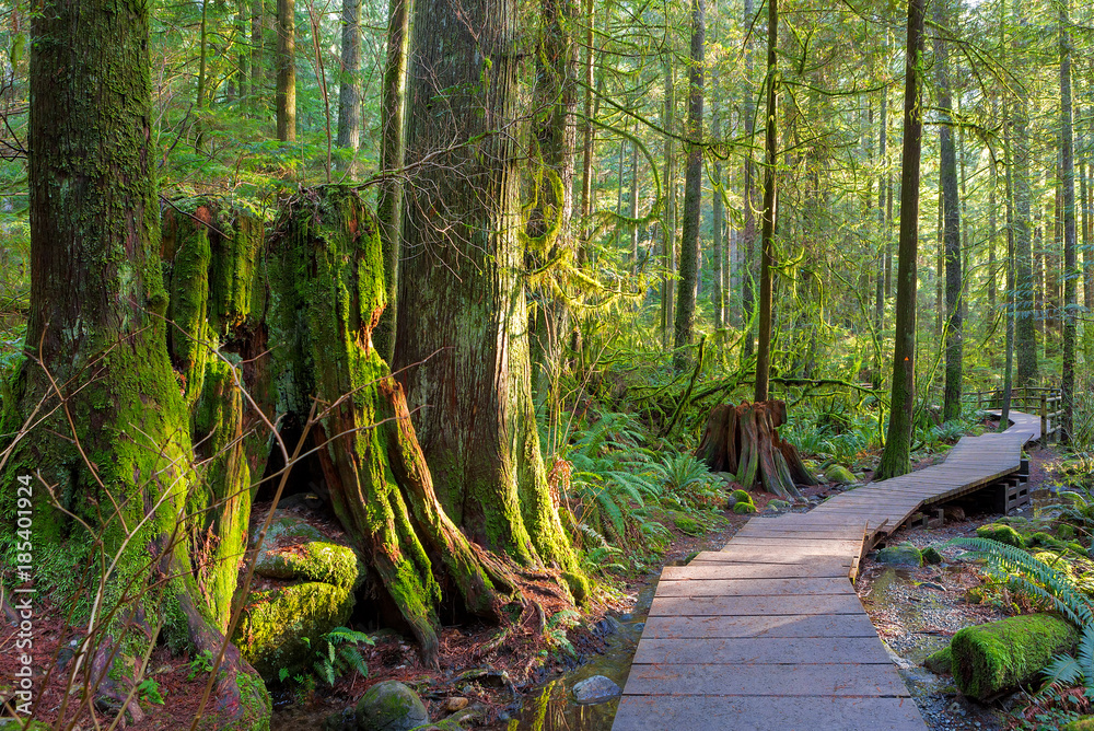 Obraz premium Szlak turystyczny przez las w Lynn Canyon Park Vancouver BC Kanada