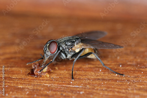 The housefly Musca domestica. Common and burdensome insect in homes photo