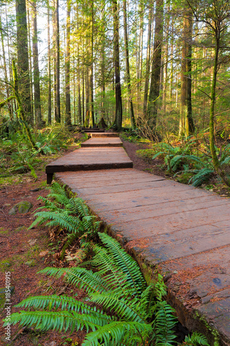 Fototapeta Naklejka Na Ścianę i Meble -  Hiking Trail Wood Walkway in Lynn Canyon Park Vancouver BC Canada