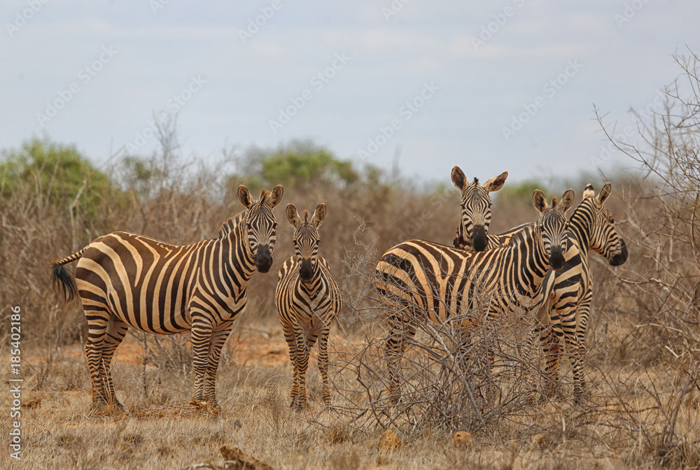 Obraz premium Zebra in Afrika