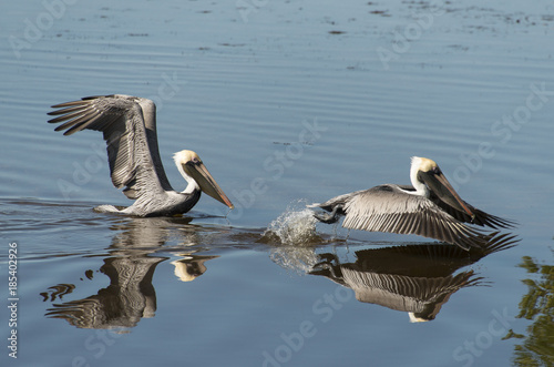 Pélican brun,.Pelecanus occidentalis, Brown Pelican © JAG IMAGES