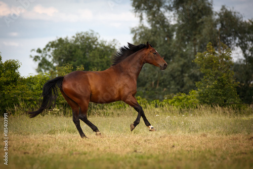 Galoppierendes Pferd © Nadine Haase