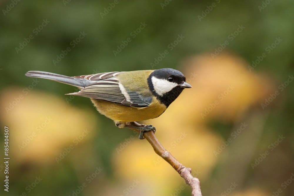 Naklejka premium Great tit, Parus major, with autumnal background. Wild bird pearched with yellow bluerred background.