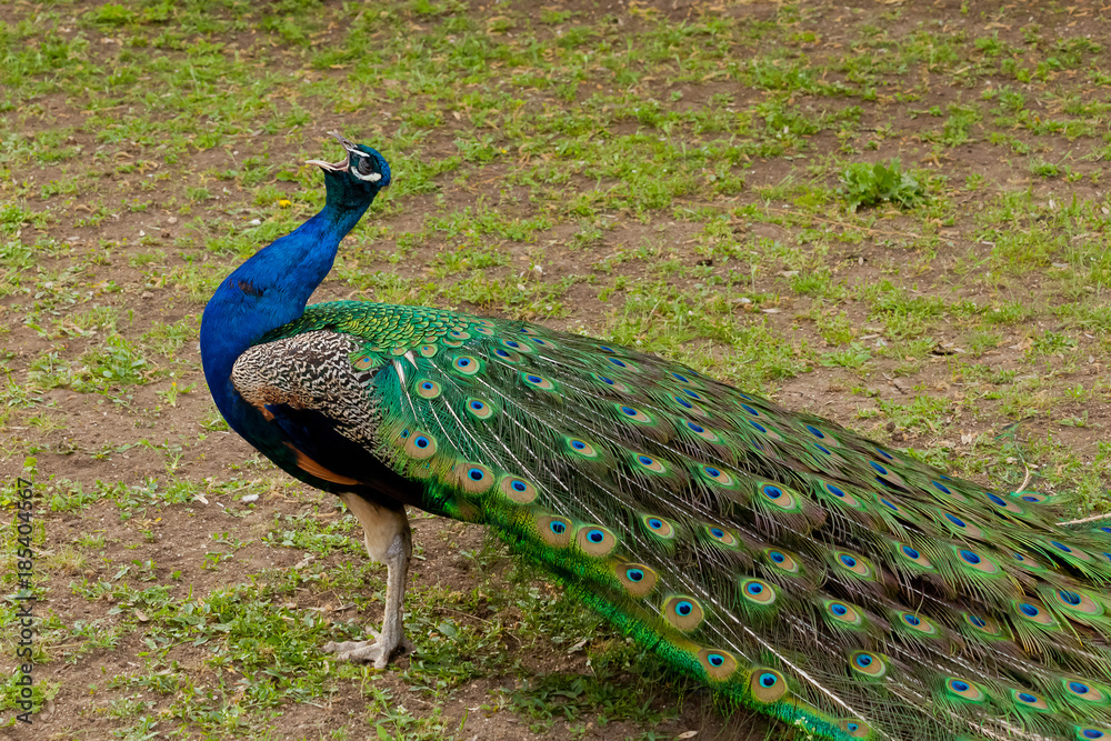 Obraz premium Beautiful bird male peacock close up sing song. Shot made in Reservation Askania Nova, Ukraine