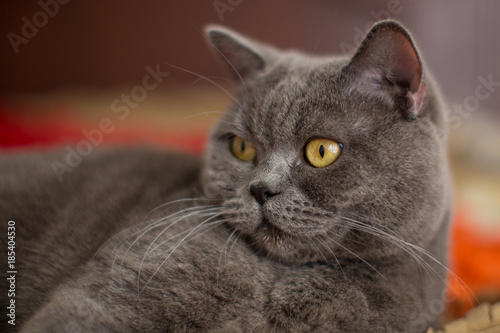 Cute gray British shorthair cat boy lies on the bed © Alona