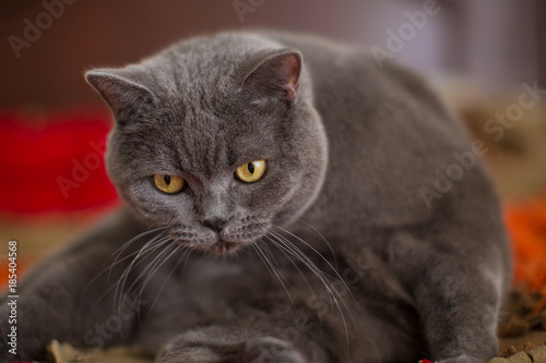 Cute gray British shorthair cat boy lies on the bed