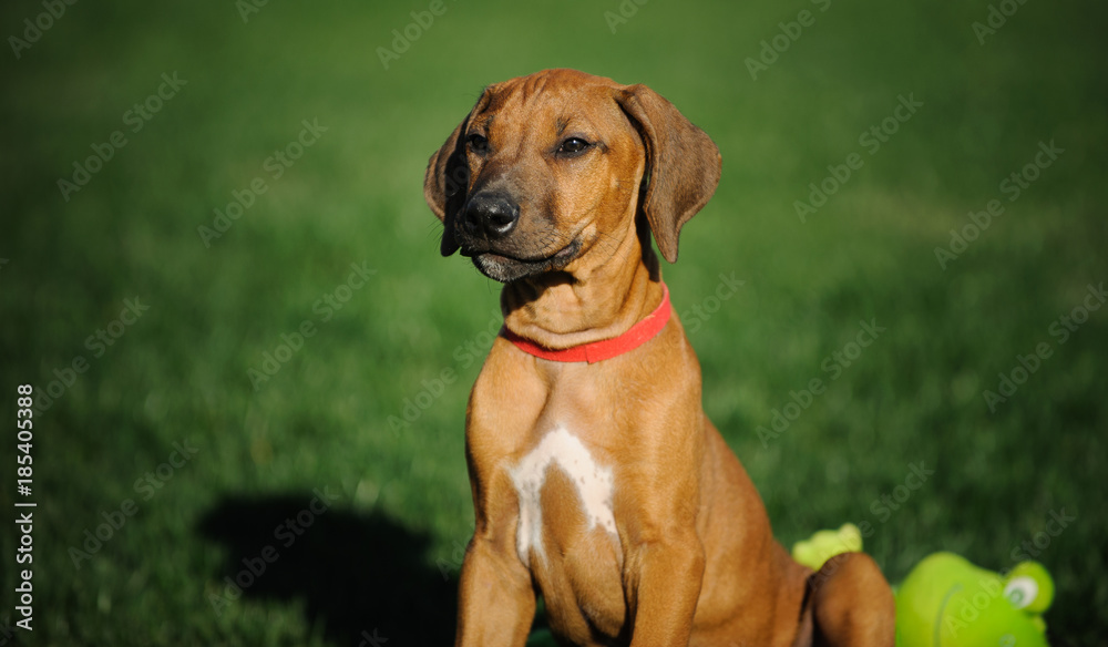 Rhodesian Ridgeback dog puppy outdoor portrait in grass with toy Rhodesian Ridgeback dog puppy outdoor portrait in grass with toy