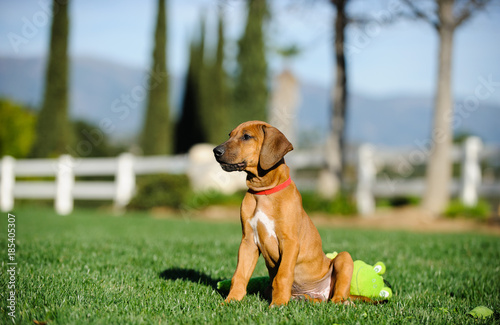 Photography Rhodesian Ridgeback dog puppy outdoor portrait sitting in yard with toy