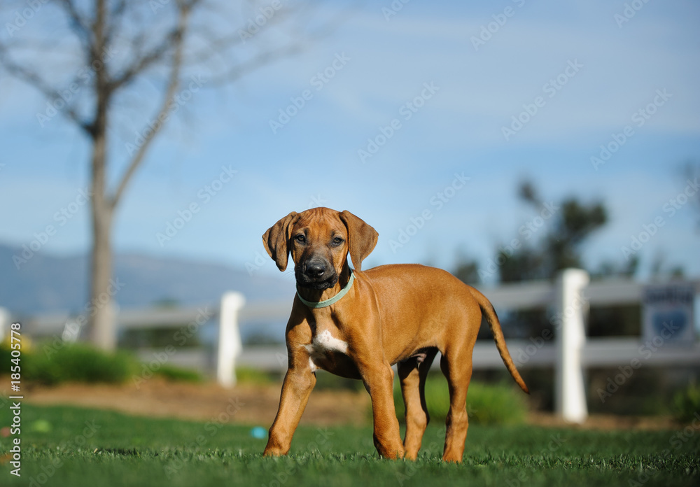 Rhodesian Ridgeback dog puppy outdoor portrait standing in fenced yard Rhodesian Ridgeback dog puppy outdoor portrait standing in fenced yard