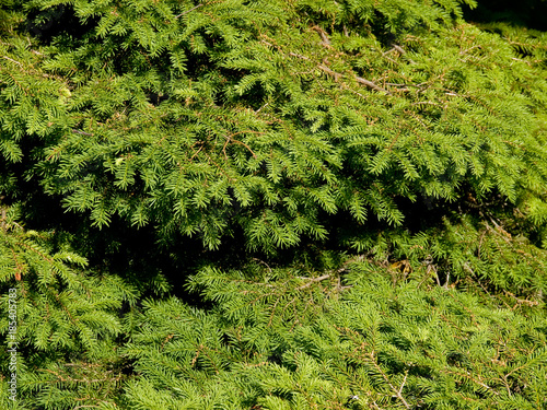 Backdrop of fir tree foliage