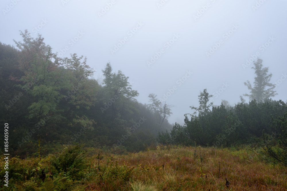 misty morning view in wet mountain area in slovakian tatra misty morning view in wet mountain area in slovakian tatra