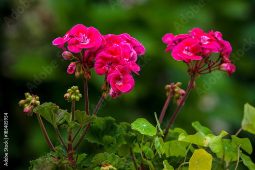 Flower of Geranium in the garden, close-up.