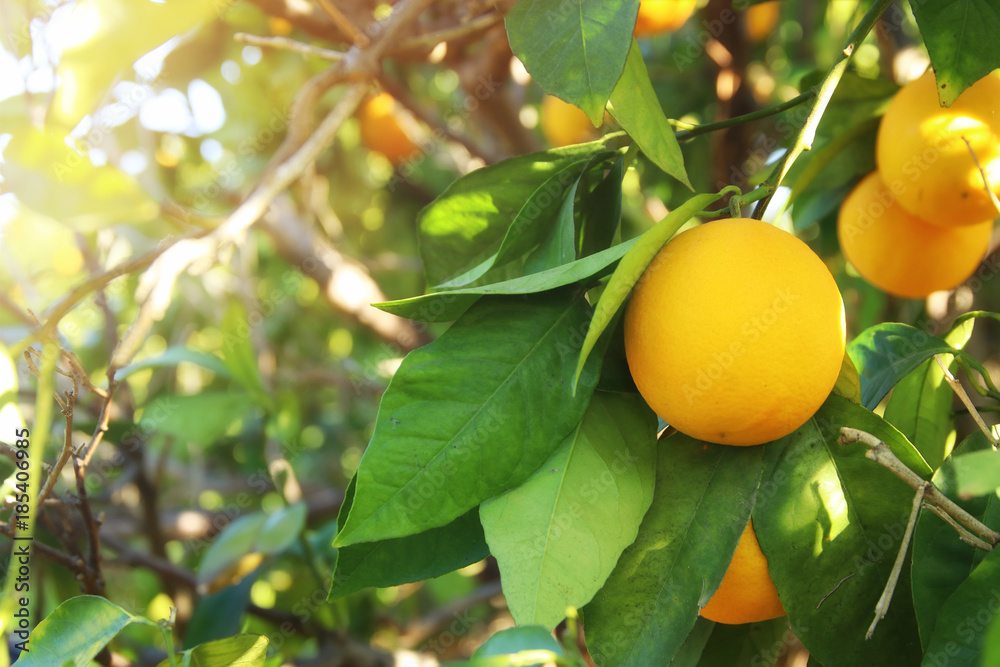 Rural landscape image of orange trees in the citrus plantation.