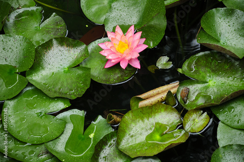 A orange and pink water lily (nymphaea) on top of the lily pads in a small pond at Guyi Gardens in Shanghai China. photo