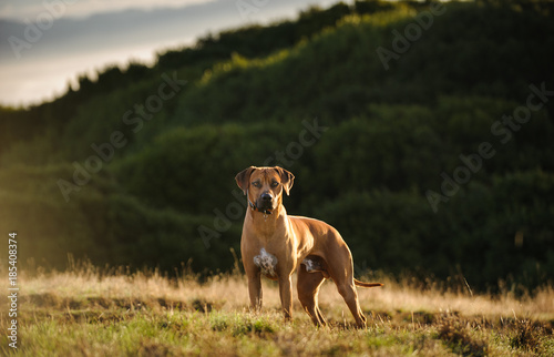 Rhodesian Ridgeback dog outdoor portrait standing in field with hills